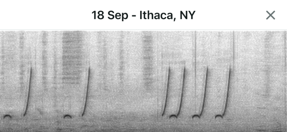 synthesizing birdsong spectogram