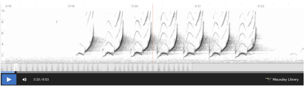 Spectogram of Northern Cardinal song